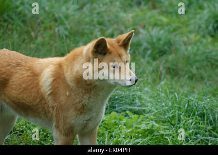 Dingo australien au moment de l'alimentation attendent Cleland Wildlife Park Adelaide (Australie) Banque D'Images