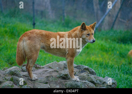 Dingo australien au moment de l'alimentation attendent Cleland Wildlife Park Adelaide (Australie) Banque D'Images