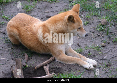 Dingo australien au moment de l'alimentation attendent Cleland Wildlife Park Adelaide (Australie) Banque D'Images