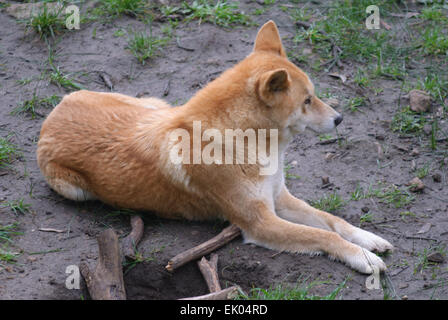 Dingo australien au moment de l'alimentation attendent Cleland Wildlife Park Adelaide (Australie) Banque D'Images