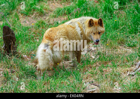 Dingo australien au moment de l'alimentation attendent Cleland Wildlife Park Adelaide (Australie) Banque D'Images