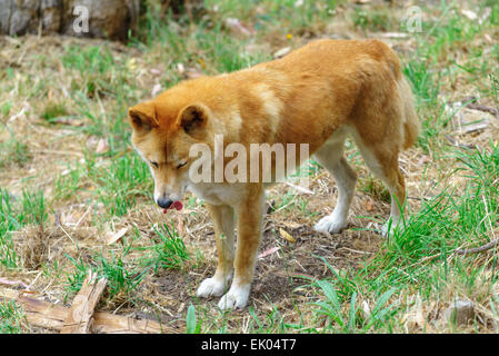 Dingo australien au moment de l'alimentation attendent Cleland Wildlife Park Adelaide (Australie) Banque D'Images