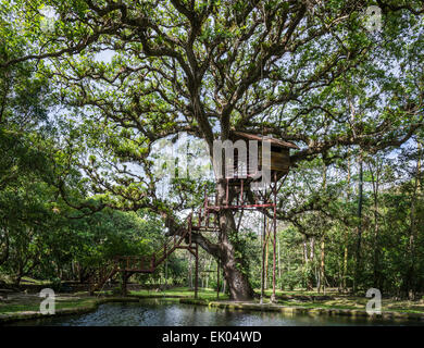 Un arbre-house sous l'auvent d'un gigantesque chêne. Le Panama, en Amérique centrale. Banque D'Images