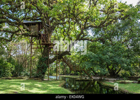 Un arbre-house sous l'auvent d'un gigantesque chêne. Le Panama, en Amérique centrale. Banque D'Images