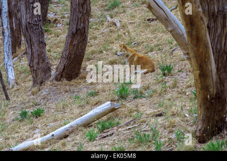 Dingo australien au moment de l'alimentation attendent Cleland Wildlife Park Adelaide (Australie) Banque D'Images