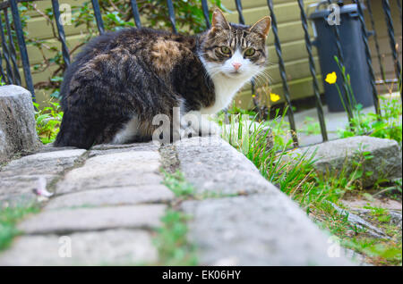 Stray Cat mignon regardant la caméra assis sur l'escalier à Bergen, Norvège Banque D'Images