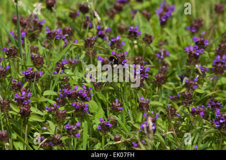 Selfheal (Prunella vulgaris). De plus en plus parmi les herbes courtes, avec un bourdon (Bombus sp. ) En prenant le nectar et pollinisent le flux Banque D'Images