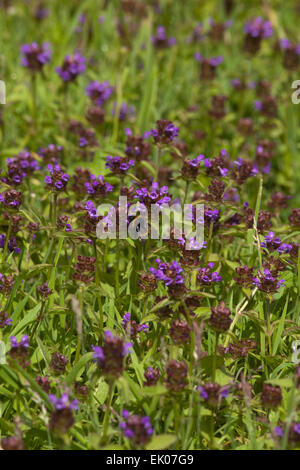 Selfheal (Prunella vulgaris). De plus en plus parmi les herbes courtes, avec un bourdon (Bombus sp. ), Et de nectar de fleurs pollinisatrices. Banque D'Images