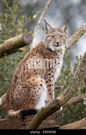 Lynx (Lynx lynx). La controverse, mais d'être considéré comme une ré-introduction espèces pour l'Angleterre et l'Ecosse. UK. 2015 Banque D'Images