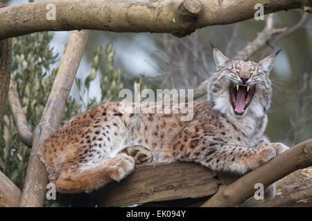 Lynx (Lynx lynx). La controverse, mais d'être considéré comme une espèce de re-re-introduction à l'Angleterre Ecosse. wilding Banque D'Images