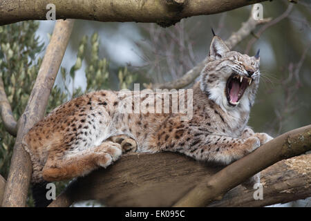 Lynx (Lynx lynx). La controverse, mais d'être considéré comme une espèce de re-présentation, re-wilding en Angleterre Ecosse. Banque D'Images