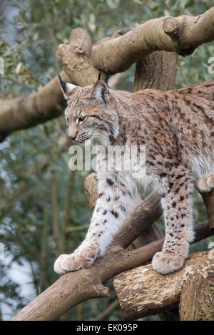 Lynx (Lynx lynx). Peut-être controversé, mais d'être considéré comme une ré-introduction espèces pour l'Angleterre et du Royaume-Uni. Disparue Banque D'Images