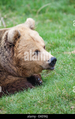 L'ours brun (Ursus arctos arctos). Banque D'Images