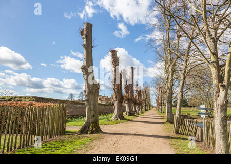 Avenue des tilleuls étêtés, Penshurst Place, une maison de campagne du 14ème siècle, siège de la famille de Sidney, près de Tonbridge, Kent Banque D'Images