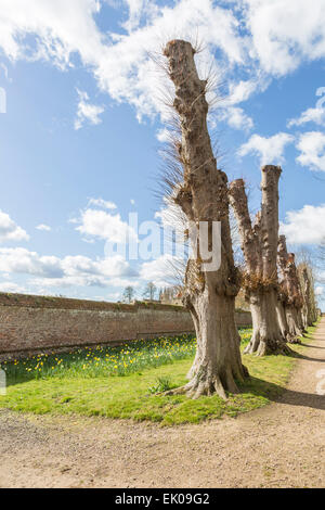 Avenue des tilleuls étêtés, Penshurst Place, une maison de campagne du 14ème siècle, siège de la famille de Sidney, près de Tonbridge, Kent Banque D'Images