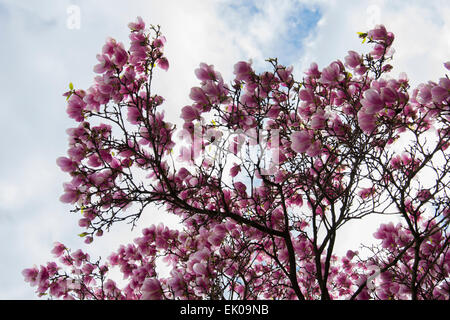 Immense magnolia en fleur de printemps avec beaucoup de violet et rose fleurs sur de nombreuses branches Banque D'Images