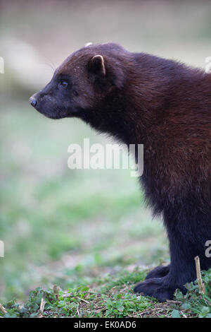 Le carcajou (Gulo gulo) ou glouton. Plus grand membre de la famille des belettes, des Mustelidae. On trouve dans le Nord de l'Europe, le Canada, l'Alaska. Banque D'Images