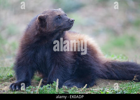 Le carcajou (Gulo gulo) ou glouton. Plus grand membre de la famille des belettes, des Mustelidae. On trouve dans le Nord de l'Europe, le Canada, la Russie. Banque D'Images