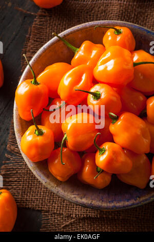 Le Habanero Orange biologiques crus poivrons sur un arrière-plan Banque D'Images