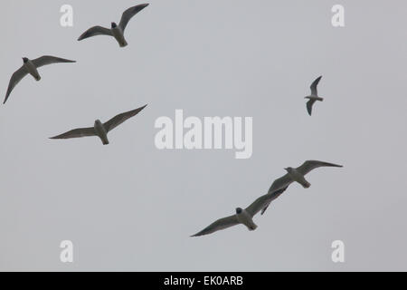 Les goélands à tête noire (Larus ridibundus). Fly past. Banque D'Images