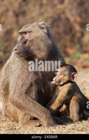 Huile d'olive ou de babouins (Papio Anubis Anubis). Les femmes et les jeunes. Le Ghana. L'Afrique de l'Ouest. Mole National Park. Banque D'Images