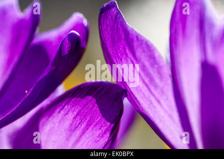 Gros plan fleurs abstraites bleu pétales de crocus Banque D'Images