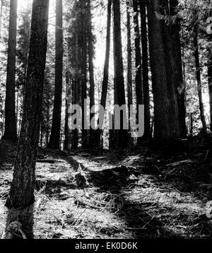 Soleil du matin dans une forêt prairie en noir et blanc Banque D'Images