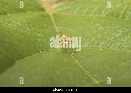 Ant imitant des araignées, Neyyar Wildlife Sanctuary, le Kerala. Banque D'Images