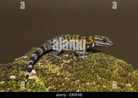 Gecko nain, homme Notes sp, Gekkonidae, Thenmala, Kerala. L'Inde Banque D'Images