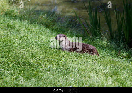 Loutre d'Europe sur le rivage, UK (Lutra lutra) Summertime Banque D'Images