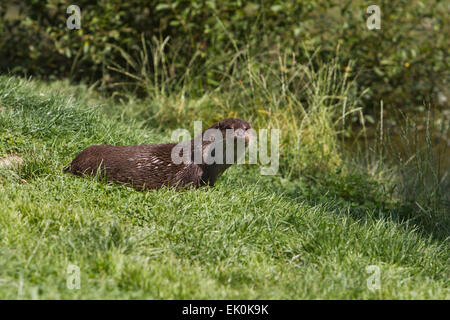 Loutre d'Europe sur le rivage, UK (Lutra lutra) Summertime Banque D'Images