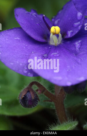 Personne, personne, personne, portrait, close-up, gros plan, gros plan, gros plan gros plan, plan, plan rapproché, gros plan, vue rapprochée, botanique, jardin botanique, flore, pourpre violette africaine, Saintpaulia ionantha, fleur, violet, pétale, de la fragilité, de la nature, n Banque D'Images