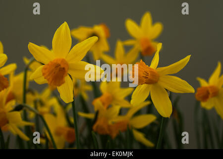 Narcisse jonquille naine tete a tete Jetfire avec ses fleurs jaune vif avec un centre en forme de trompette corona ( ). Banque D'Images