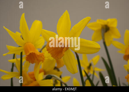 Narcisse jonquille naine tete a tete Jetfire avec ses fleurs jaune vif avec un centre en forme de trompette corona ( ). Banque D'Images