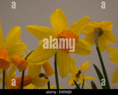 Narcisse jonquille naine tete a tete Jetfire avec ses fleurs jaune vif avec un centre en forme de trompette corona ( ). Banque D'Images