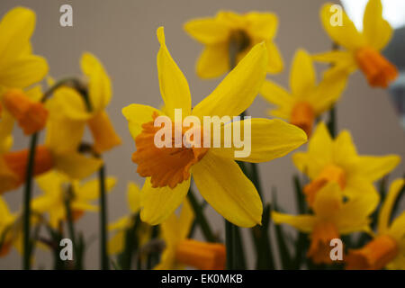 Narcisse jonquille naine tete a tete Jetfire avec ses fleurs jaune vif avec un centre en forme de trompette corona ( ). Banque D'Images