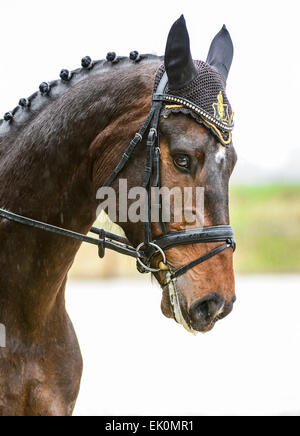 Portrait de cheval Tête Looking at Camera Banque D'Images