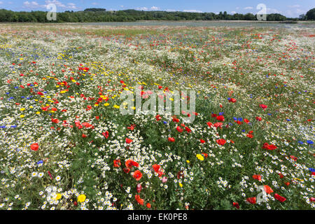 Fleurs sauvages, y compris du pavot (Papaver rhoeas), d'être cultivées pour la semence par Meeddm, sapin, ferme, Merseyside Banque D'Images