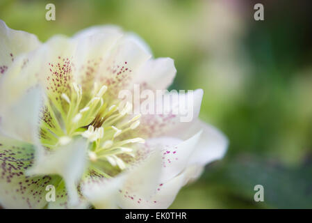 Un double blanc l'hellébore fleur avec pétales tachetés. Extreme close up avec un fond vert. Banque D'Images