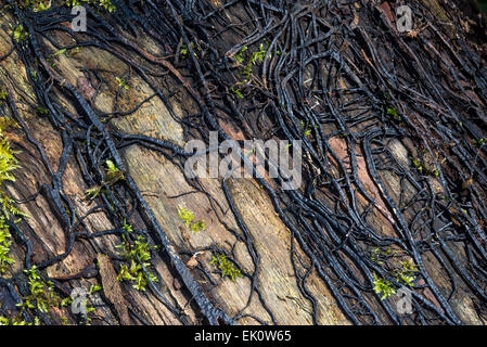 Un réseau de fils de champignons appelés rhizomorphes de miel champignon Armillaria mellea sur un vieux tronc d'arbre. Banque D'Images