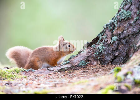 L'écureuil roux (Sciurus vulgaris) photographié dans une forêt de pins dans les Cairngorms, en Écosse. Banque D'Images