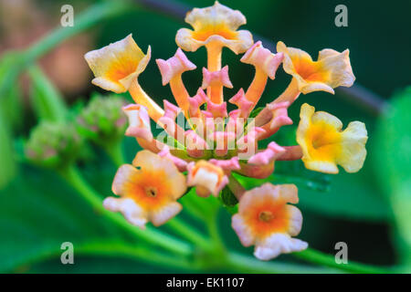 Lantana ou sage sauvage ou Drap d'or ou Lantana camara flower in garden Banque D'Images