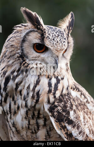 Trois quart de portrait d'un cas isolé eagle owl alerte regardant vers le bas montrant orange eye et détail de plumes Banque D'Images