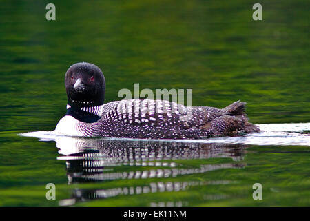 Plongeon huard Banque D'Images