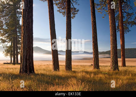 400 ans d'arbres dans l'histoire 'Grove', brouillard sur Valle Grande, Valles Caldera National Preserve, près de Los Alamos, Nouveau Mexique USA Banque D'Images