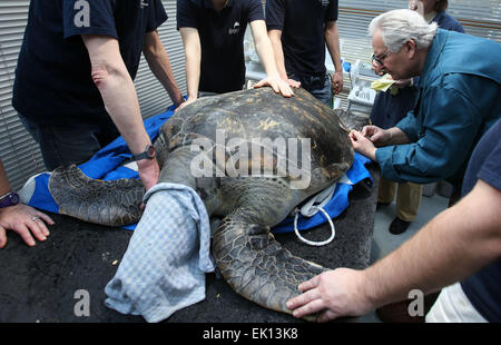 Stralsund, Allemagne. 5Th Mar, 2015. Dieter vétérinaire Goebel traite une blessure d'un shell 33 ans tortue verte (nom latin : Chelonia mydas) au cours de l'examen de santé annuel à Meeresmuseum (Maritime Museum) à Stralsund, Allemagne, 5 mars 2015. L'examen comprend la prise d'échantillons de laboratoire ainsi que de nombreux soins de la carapace de tortue. Cette tortue est l'un des cinq tortues géantes s'est tenue à Stralsund. Photo : Jens Buettner/dpa/Alamy Live News Banque D'Images