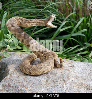 Hochet serpent enroulé sur un rocher Banque D'Images