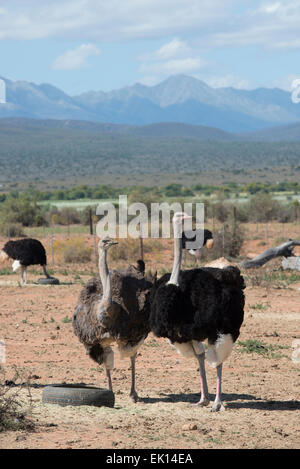 Les autruches (Struthio camelus) élevés pour leur viande et de plumes sur une ferme commerciale à Oudtshoorn, Western Cape, Afrique du Sud Banque D'Images