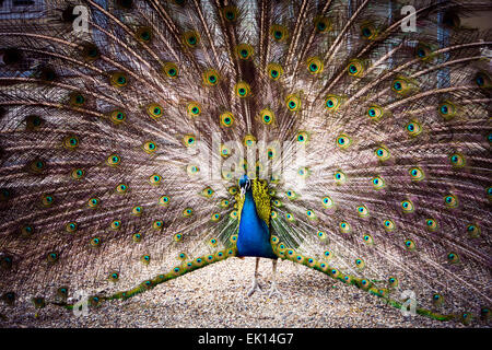 Le paon se répand sa magnifique queue dans le jardin près de Dolmabahce, Istanbul, Turquie. Banque D'Images