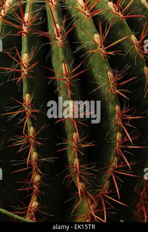 Mexican Fire Barrel Cactus, Close up, Carlsbad, Nouveau Mexique - USA Banque D'Images